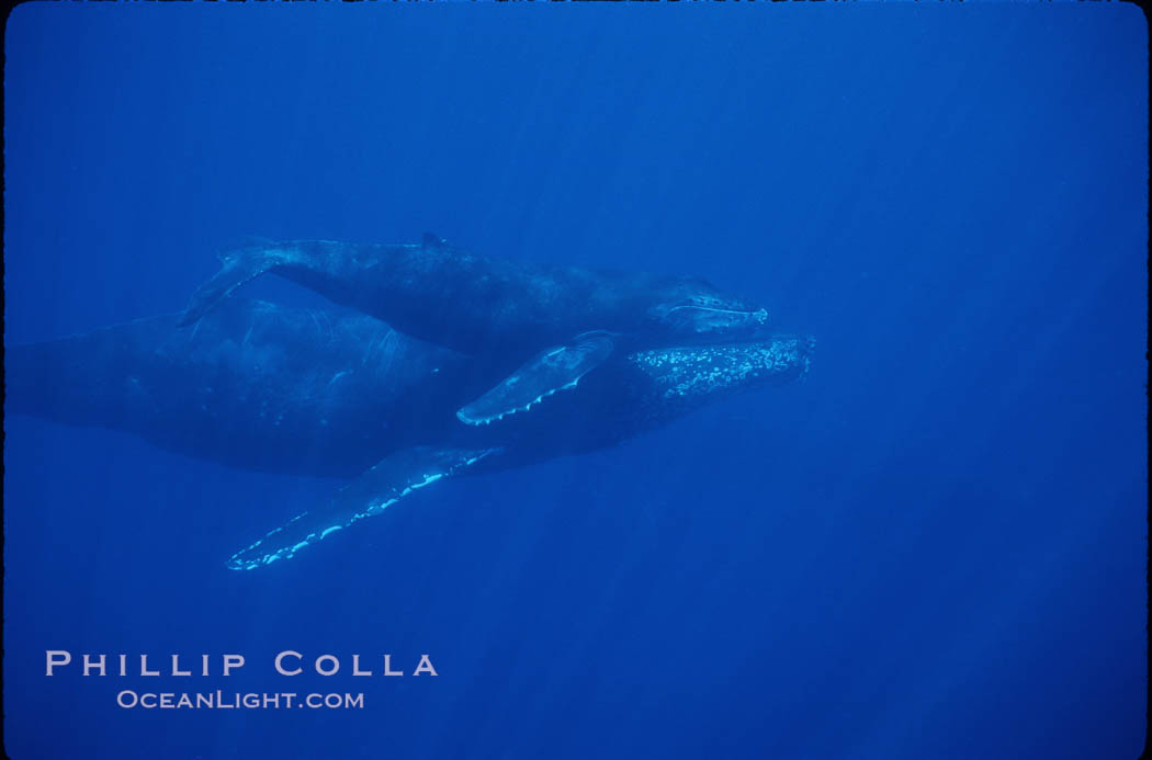North Pacific humpback whale, mother and calf. Maui, Hawaii, USA, Megaptera novaeangliae, natural history stock photograph, photo id 01318