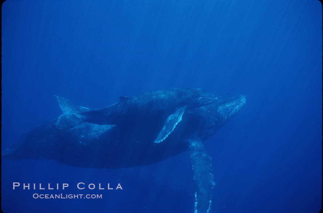 North Pacific humpback whale, mother and calf. Maui, Hawaii, USA, Megaptera novaeangliae, natural history stock photograph, photo id 01322