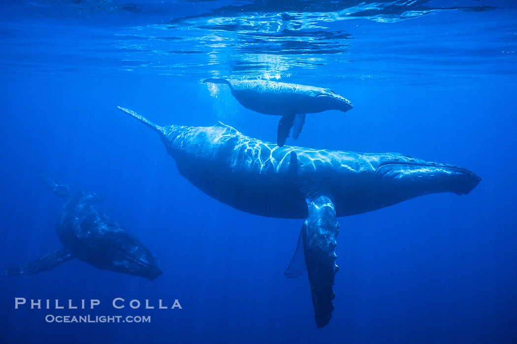 Humpback whale mother, calf (top), male escort (rear), underwater.  A young humpback calf typically swims alongside or above its mother, and male escorts will usually travel behind the mother., Megaptera novaeangliae, natural history stock photograph, photo id 02818