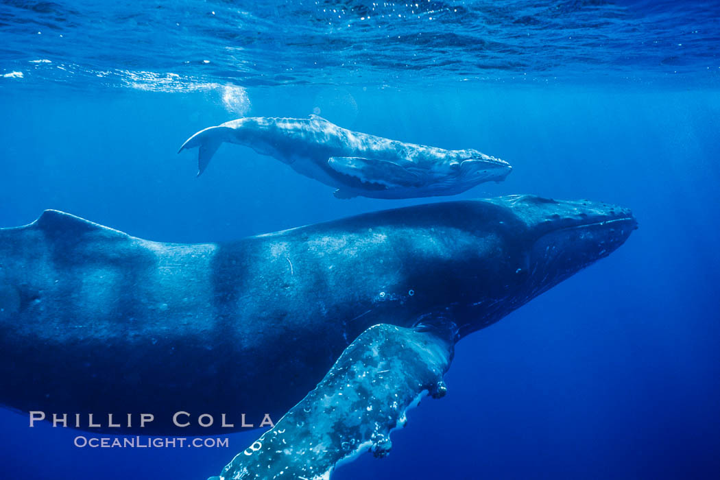 North Pacific humpback whale, mother and calf near ocean surface, cow/calf. Maui, Hawaii, USA, Megaptera novaeangliae, natural history stock photograph, photo id 02998