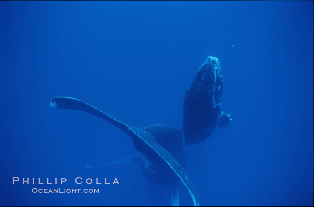 Humpback whale mother and calf. Maui, Hawaii, USA, Megaptera novaeangliae, natural history stock photograph, photo id 04530