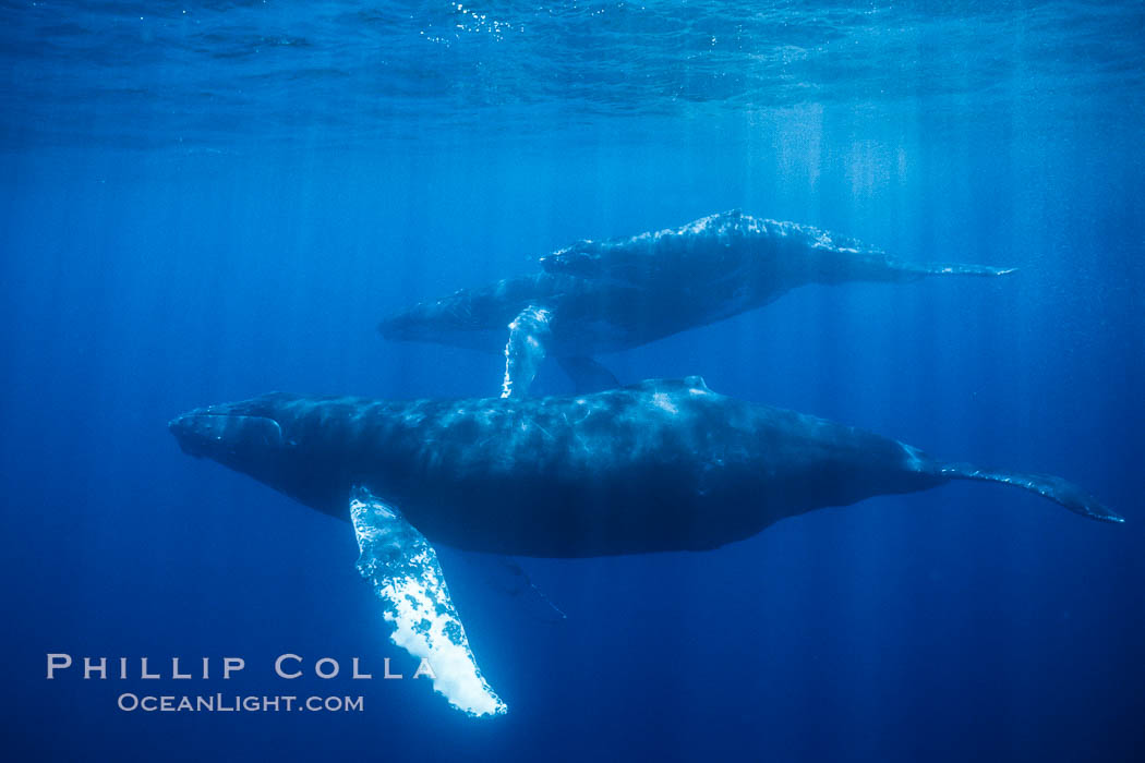 Humpback whale mother, calf and escort. Maui, Hawaii, USA, Megaptera novaeangliae, natural history stock photograph, photo id 04534