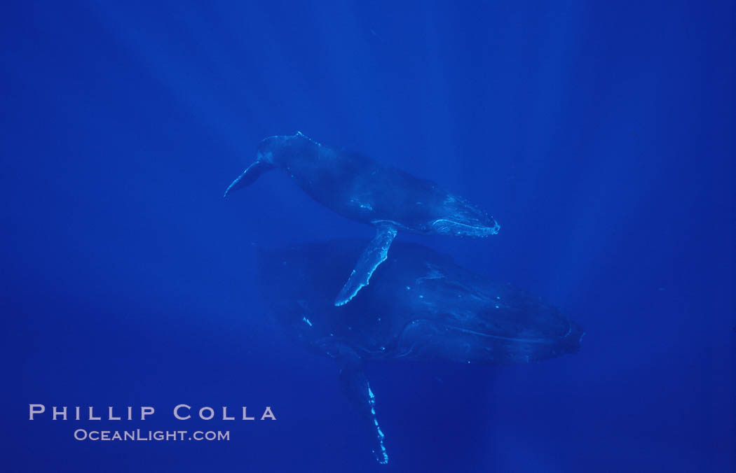 North Pacific humpback whale, mother and calf. Maui, Hawaii, USA, Megaptera novaeangliae, natural history stock photograph, photo id 06038