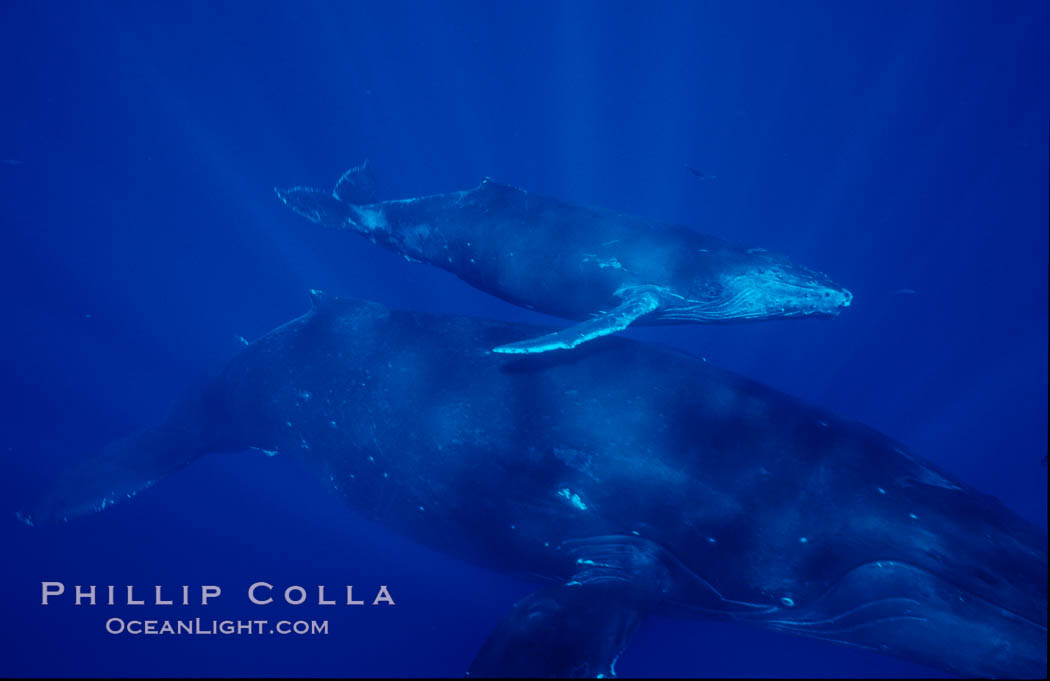 North Pacific humpback whale, mother and calf. Maui, Hawaii, USA, Megaptera novaeangliae, natural history stock photograph, photo id 06042