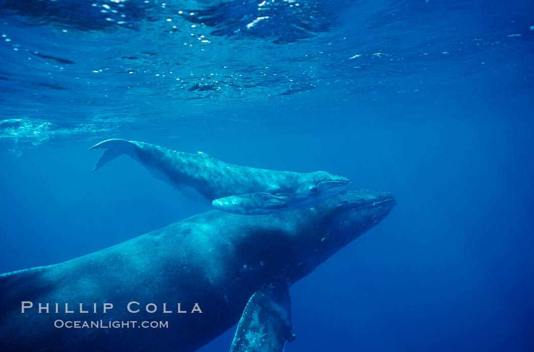 North Pacific humpback whale, cow/calf. Maui, Hawaii, USA, Megaptera novaeangliae, natural history stock photograph, photo id 00144