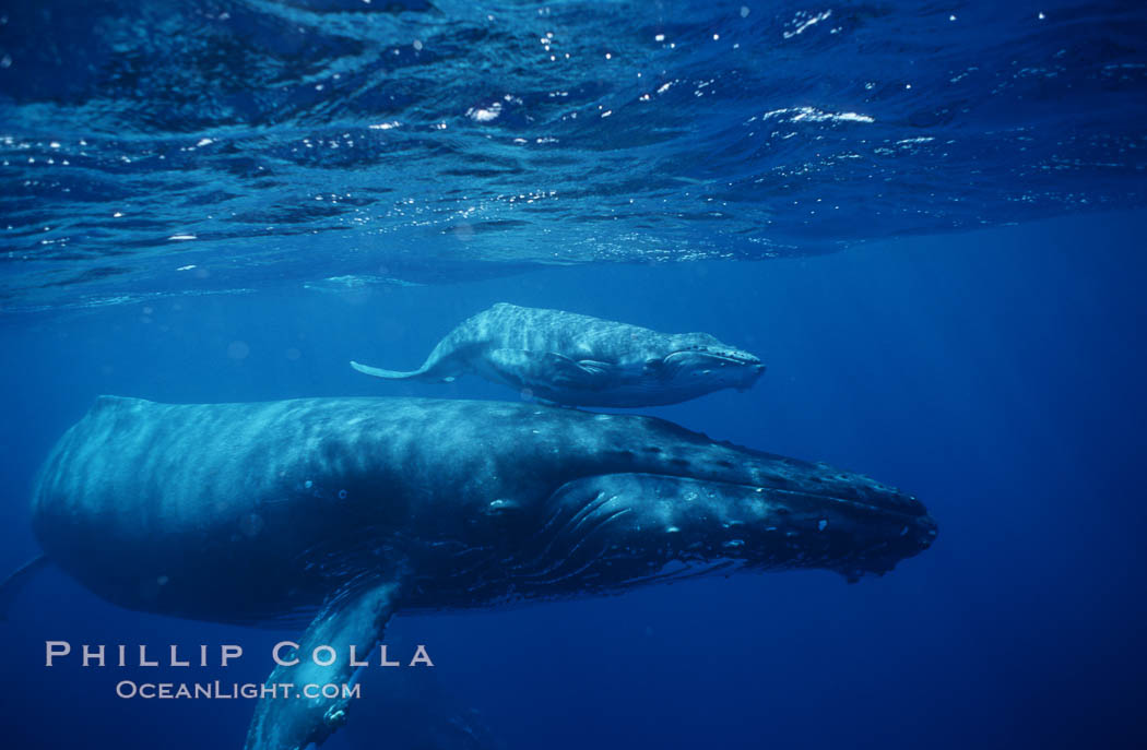 North Pacific humpback whale, cow/calf. Maui, Hawaii, USA, Megaptera novaeangliae, natural history stock photograph, photo id 00148