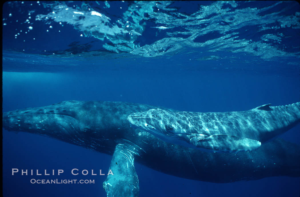 North Pacific humpback whale, cow/calf. Maui, Hawaii, USA, Megaptera novaeangliae, natural history stock photograph, photo id 00152