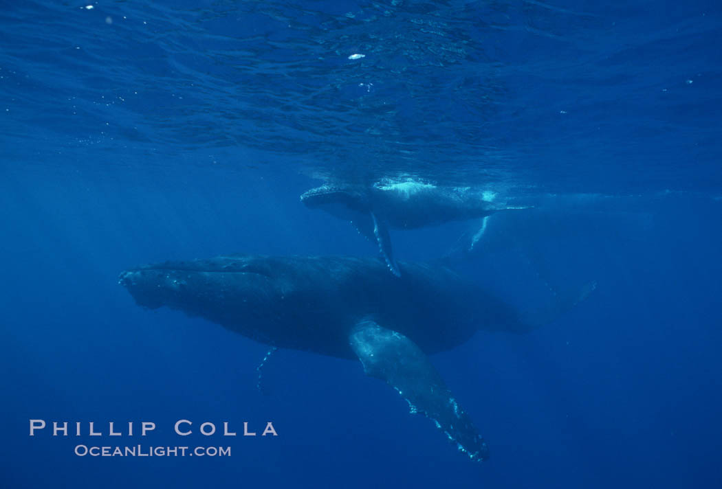 North Pacific humpback whale, cow/calf. Maui, Hawaii, USA, Megaptera novaeangliae, natural history stock photograph, photo id 00156