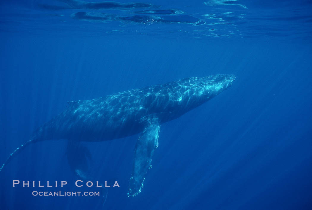 North Pacific humpback whale, cow/calf. Maui, Hawaii, USA, Megaptera novaeangliae, natural history stock photograph, photo id 00160