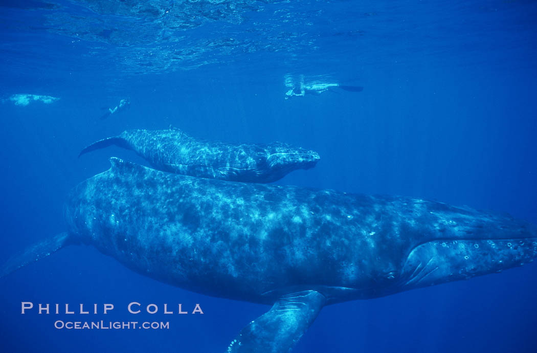 North Pacific humpback whale, mother and calf, research divers. Maui, Hawaii, USA, Megaptera novaeangliae, natural history stock photograph, photo id 00544