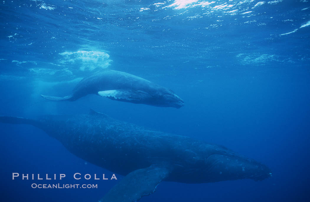 North Pacific humpback whale, mother and calf/escort, research divers. Maui, Hawaii, USA, Megaptera novaeangliae, natural history stock photograph, photo id 00548