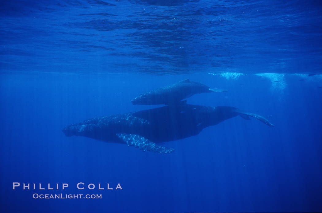 North Pacific humpback whale, mother and calf. Maui, Hawaii, USA, Megaptera novaeangliae, natural history stock photograph, photo id 01212