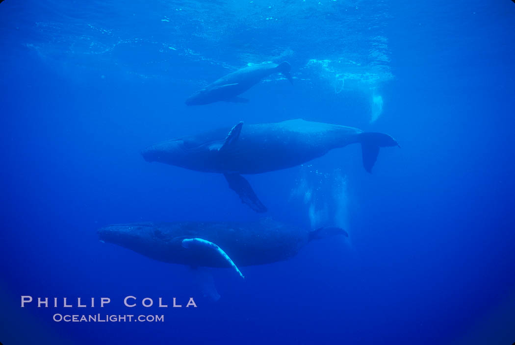 North Pacific humpback whale, mother (middle), calf (top) and escort (bottom). Maui, Hawaii, USA, Megaptera novaeangliae, natural history stock photograph, photo id 01296