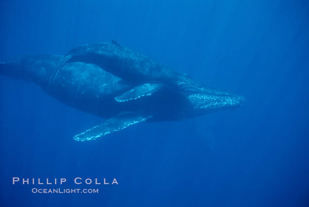 North Pacific humpback whale, mother and calf. Maui, Hawaii, USA, Megaptera novaeangliae, natural history stock photograph, photo id 01320