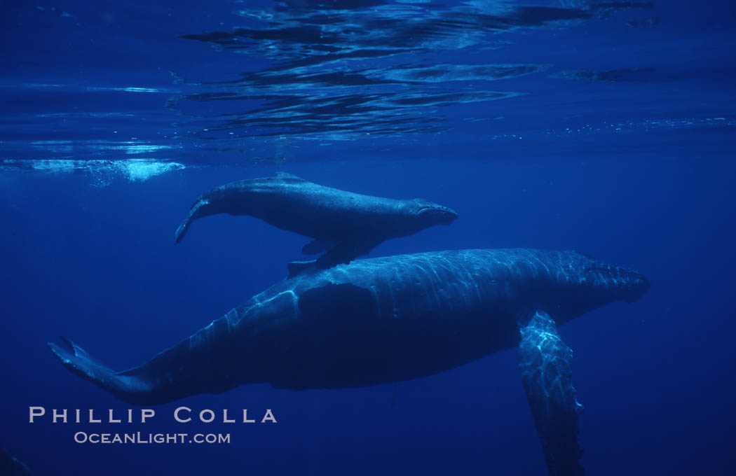 Humpback whale mother, calf (top), male escort (rear). Maui, Hawaii, USA, Megaptera novaeangliae, natural history stock photograph, photo id 02820