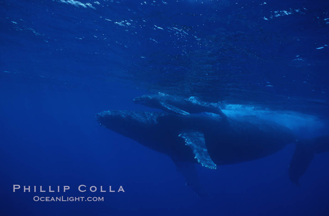 Humpback whale mother and calf. Maui, Hawaii, USA, Megaptera novaeangliae, natural history stock photograph, photo id 04428