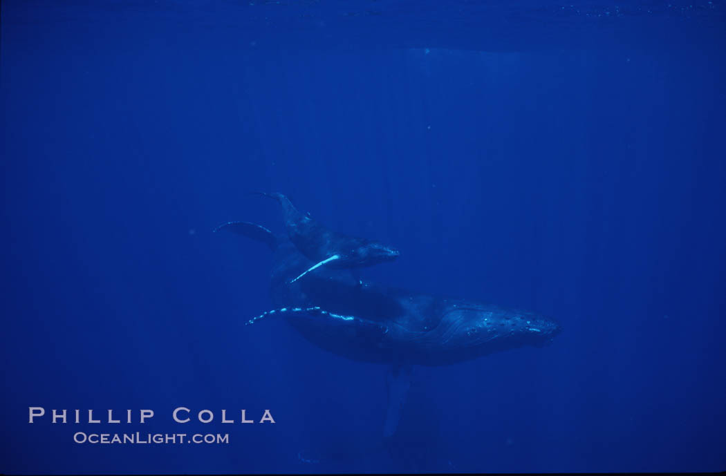 Humpback whale mother and calf. Maui, Hawaii, USA, Megaptera novaeangliae, natural history stock photograph, photo id 04480