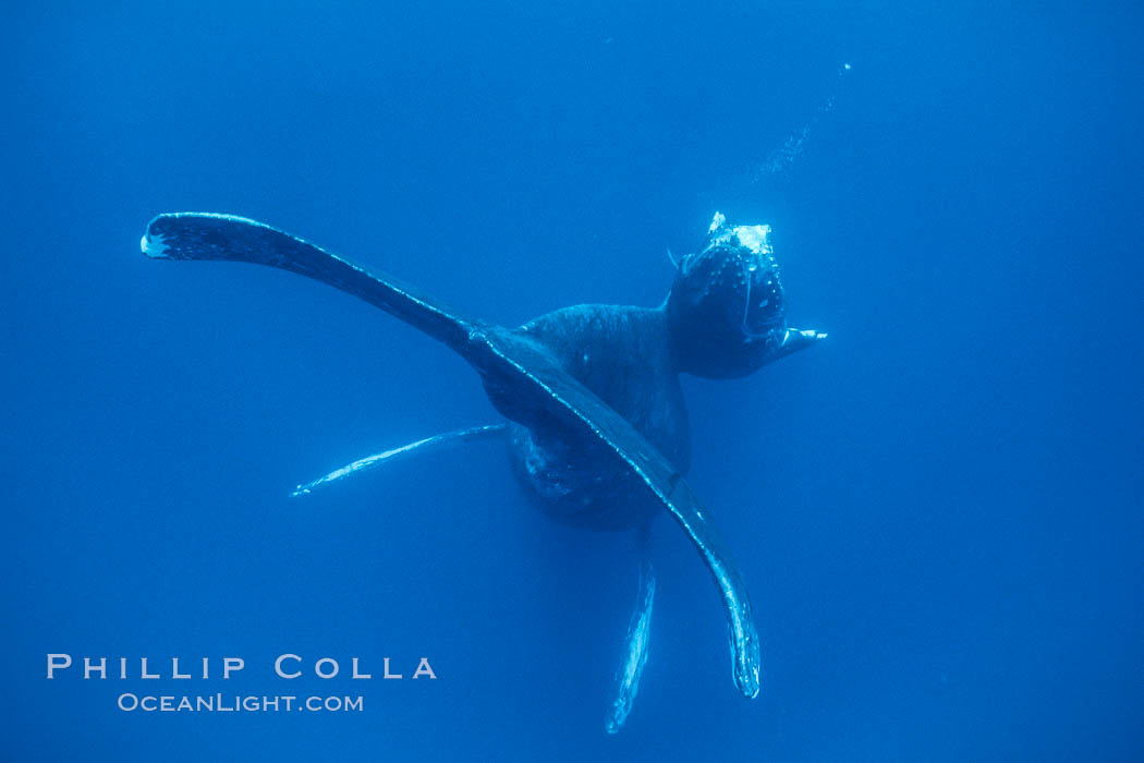 Humpback whale mother and calf. Maui, Hawaii, USA, Megaptera novaeangliae, natural history stock photograph, photo id 04528