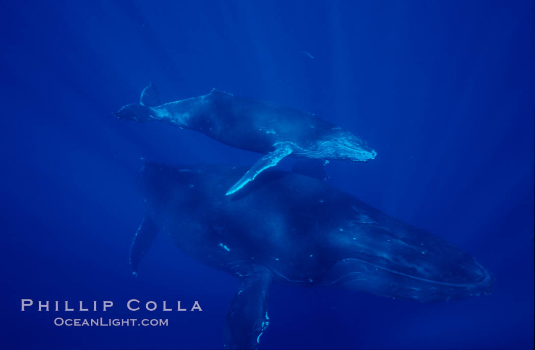 North Pacific humpback whale, mother and calf. Maui, Hawaii, USA, Megaptera novaeangliae, natural history stock photograph, photo id 06040