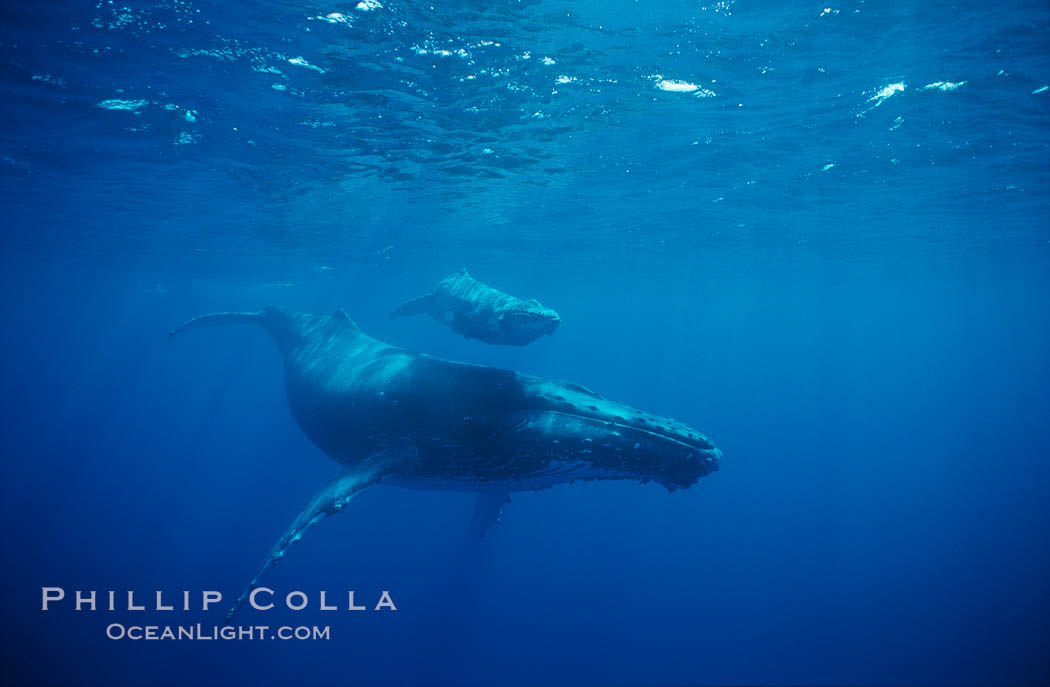 North Pacific humpback whale, cow/calf. Maui, Hawaii, USA, Megaptera novaeangliae, natural history stock photograph, photo id 00139