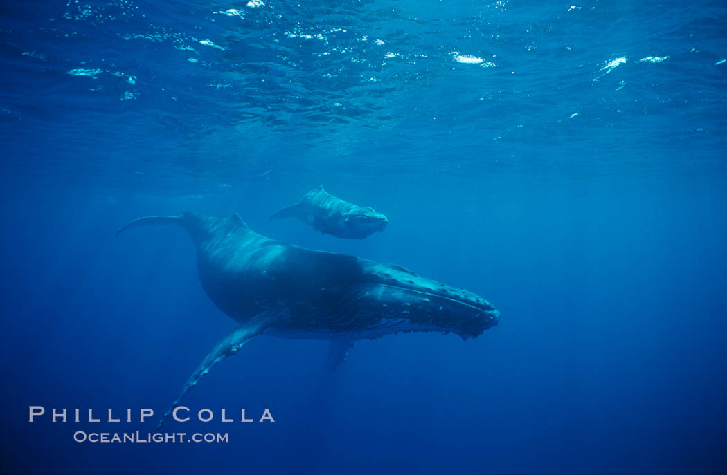 North Pacific humpback whale, cow/calf. Maui, Hawaii, USA, Megaptera novaeangliae, natural history stock photograph, photo id 00139