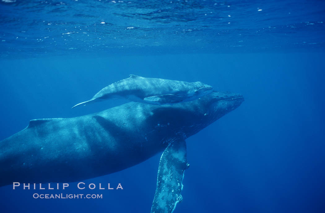 North Pacific humpback whale, cow/calf. Maui, Hawaii, USA, Megaptera novaeangliae, natural history stock photograph, photo id 00143