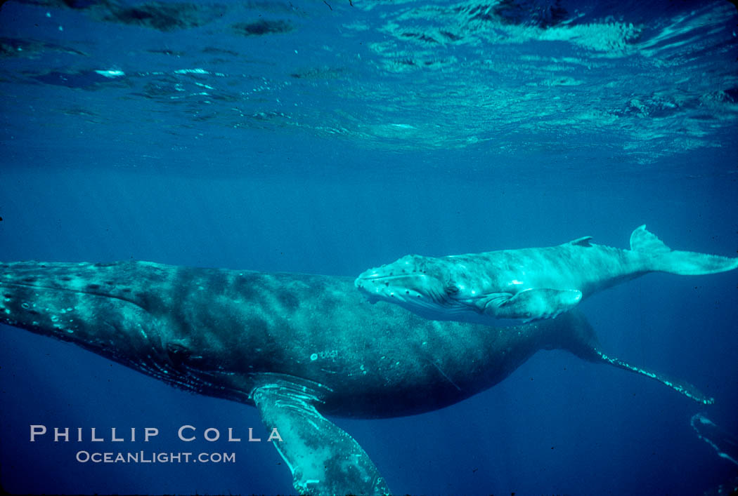 North Pacific humpback whale, cow/calf. Maui, Hawaii, USA, Megaptera novaeangliae, natural history stock photograph, photo id 00151