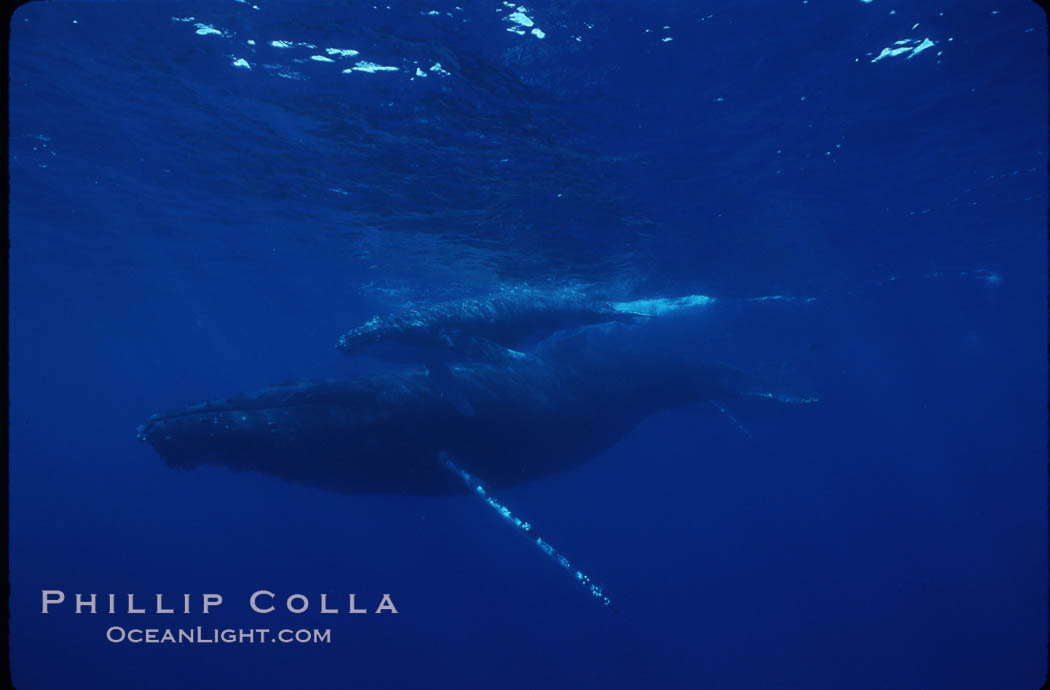 North Pacific humpback whale, cow/calf. Maui, Hawaii, USA, Megaptera novaeangliae, natural history stock photograph, photo id 00155