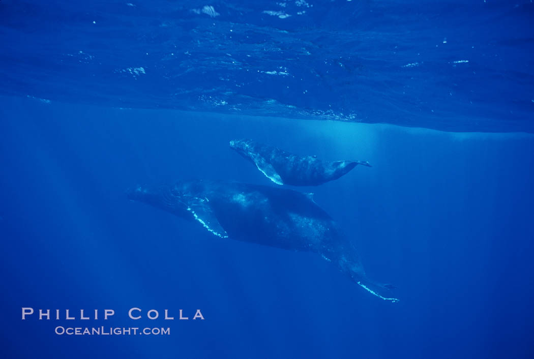 North Pacific humpback whale, cow/calf. Maui, Hawaii, USA, Megaptera novaeangliae, natural history stock photograph, photo id 00159
