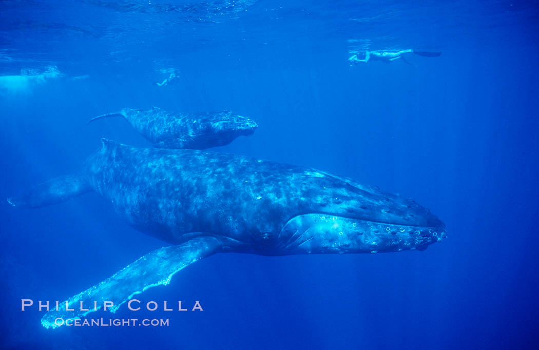 North Pacific humpback whales, a mother and young calf swim near scientific research divers. Maui, Hawaii, USA, Megaptera novaeangliae, natural history stock photograph, photo id 00543