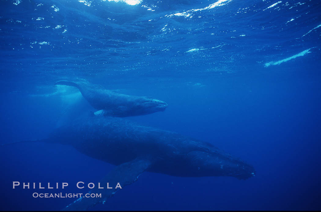 North Pacific humpback whale, mother and calf/escort, research divers. Maui, Hawaii, USA, Megaptera novaeangliae, natural history stock photograph, photo id 00547