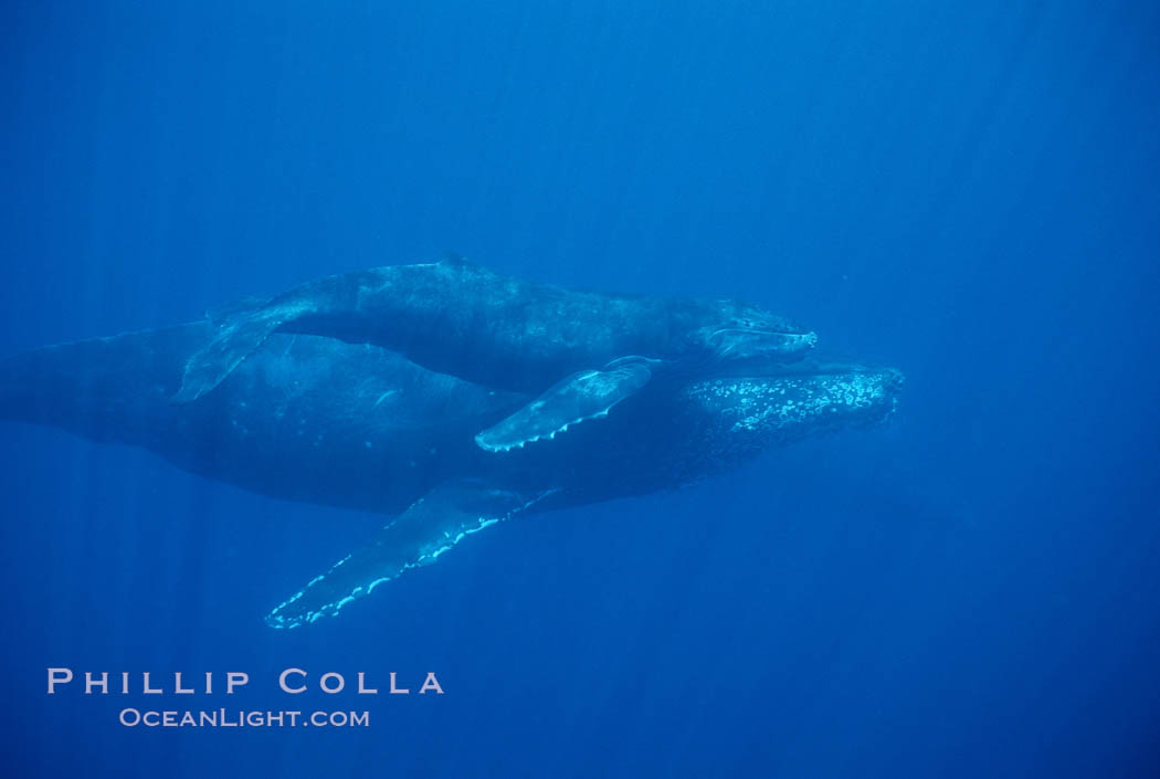 North Pacific humpback whale, mother and calf. Maui, Hawaii, USA, Megaptera novaeangliae, natural history stock photograph, photo id 01319