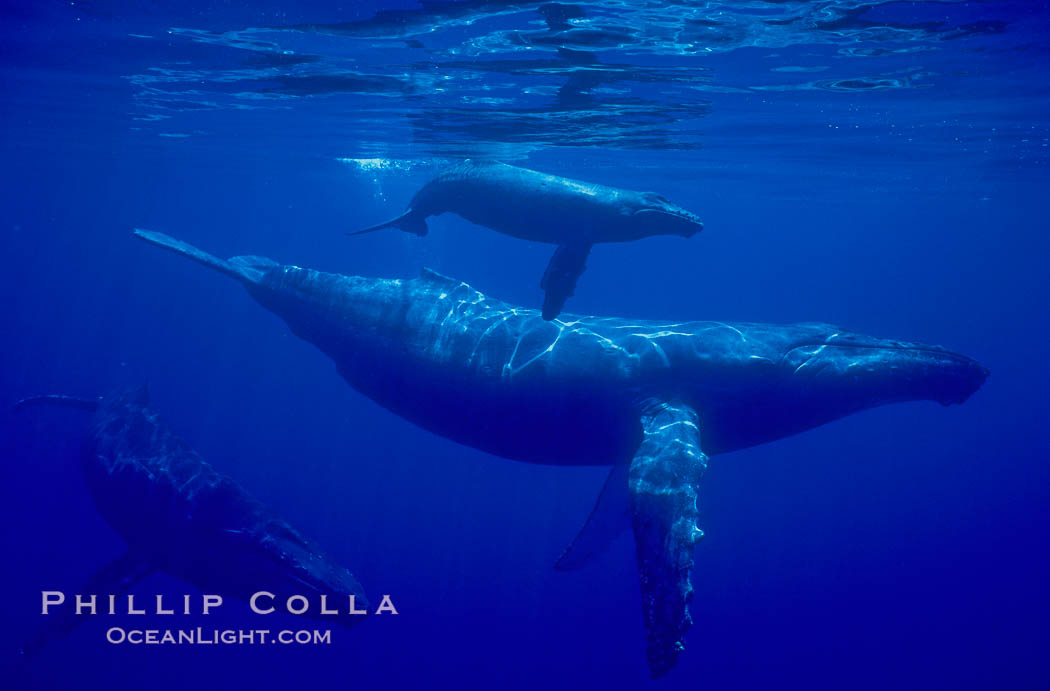 Humpback whale mother, calf (top), male escort (rear), underwater.  A young humpback calf typically swims alongside or above its mother, and male escorts will usually travel behind the mother. Maui, Hawaii, USA, Megaptera novaeangliae, natural history stock photograph, photo id 02819