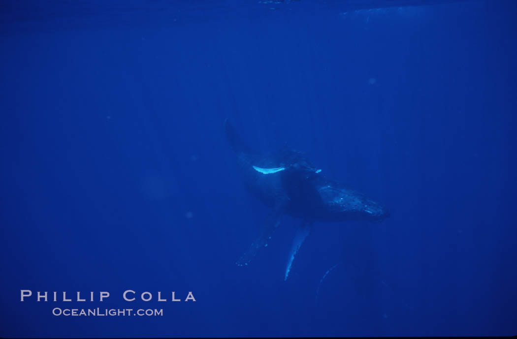 Humpback whale mother and calf. Maui, Hawaii, USA, Megaptera novaeangliae, natural history stock photograph, photo id 04479