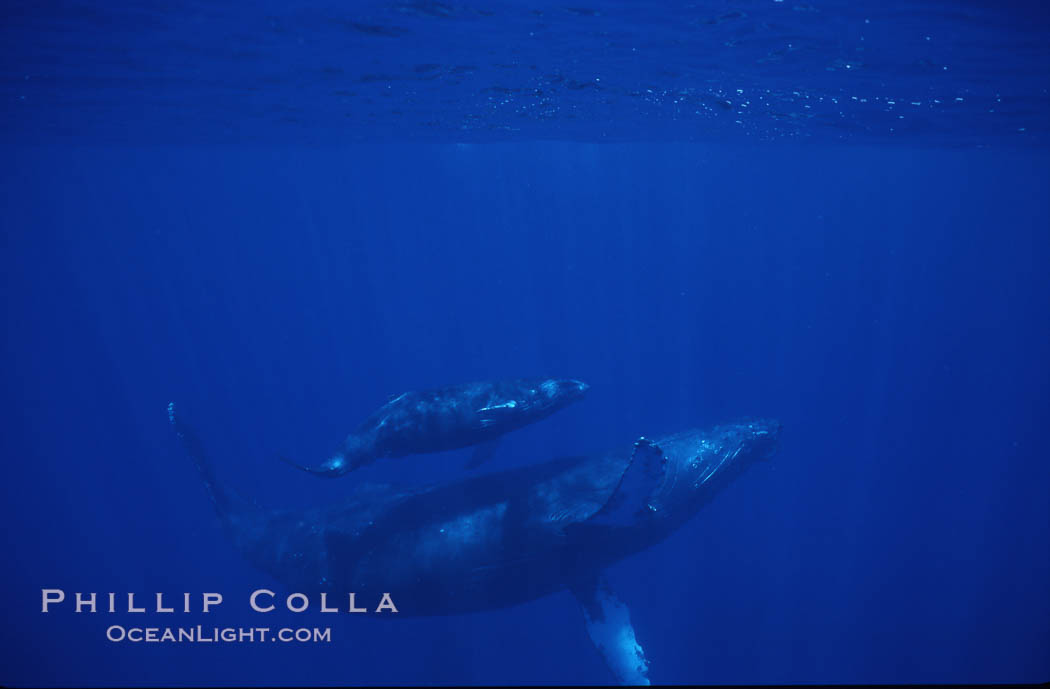 Humpback whale mother and calf. Maui, Hawaii, USA, Megaptera novaeangliae, natural history stock photograph, photo id 04483