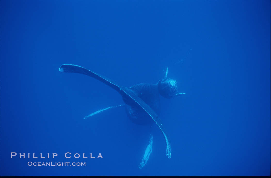 Humpback whale mother and calf. Maui, Hawaii, USA, Megaptera novaeangliae, natural history stock photograph, photo id 04527