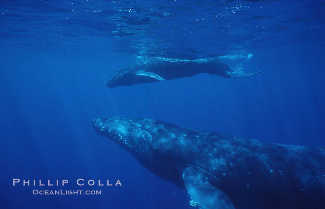 North Pacific humpback whale, mother and calf. Maui, Hawaii, USA, Megaptera novaeangliae, natural history stock photograph, photo id 05963