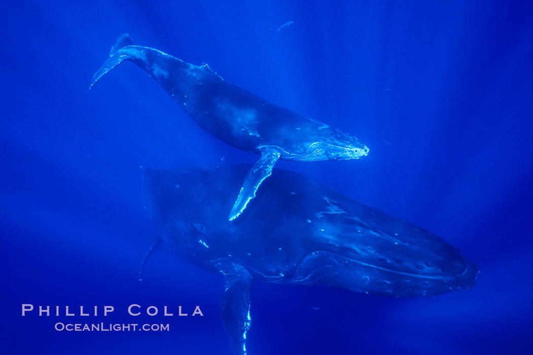 North Pacific humpback whale, mother and calf. Maui, Hawaii, USA, natural history stock photograph, photo id 06039