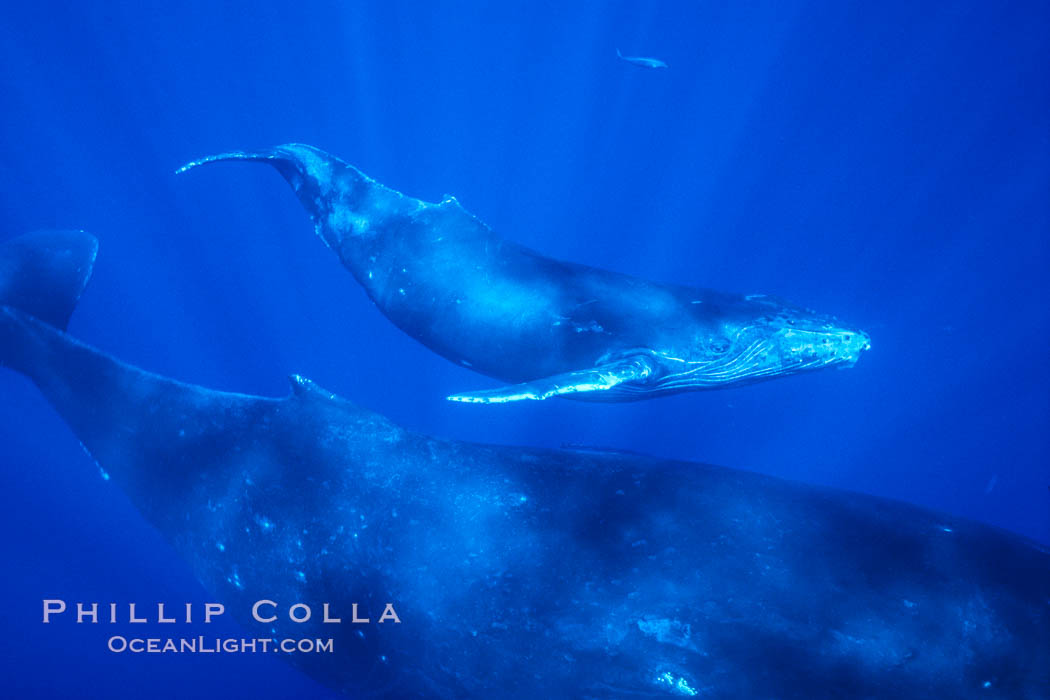North Pacific humpback whale, mother and calf. Maui, Hawaii, USA, natural history stock photograph, photo id 06043