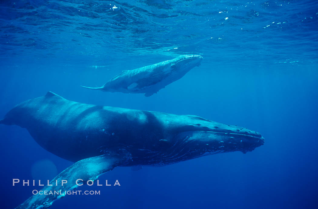 North Pacific humpback whale, cow/calf. Maui, Hawaii, USA, Megaptera novaeangliae, natural history stock photograph, photo id 00141