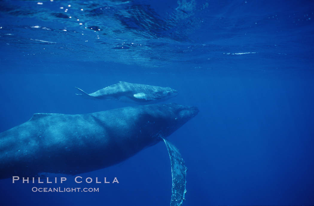 North Pacific humpback whale, cow/calf. Maui, Hawaii, USA, Megaptera novaeangliae, natural history stock photograph, photo id 00149