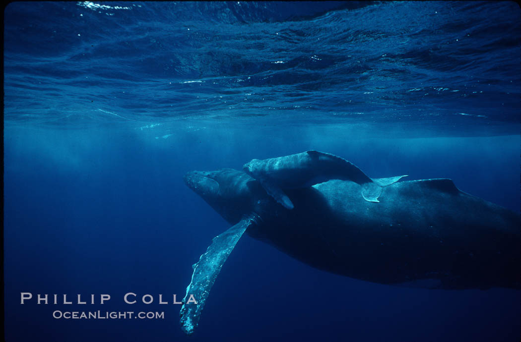 North Pacific humpback whale, cow/calf. Maui, Hawaii, USA, Megaptera novaeangliae, natural history stock photograph, photo id 00153