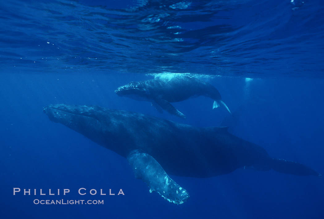 North Pacific humpback whale, cow/calf. Maui, Hawaii, USA, Megaptera novaeangliae, natural history stock photograph, photo id 00157