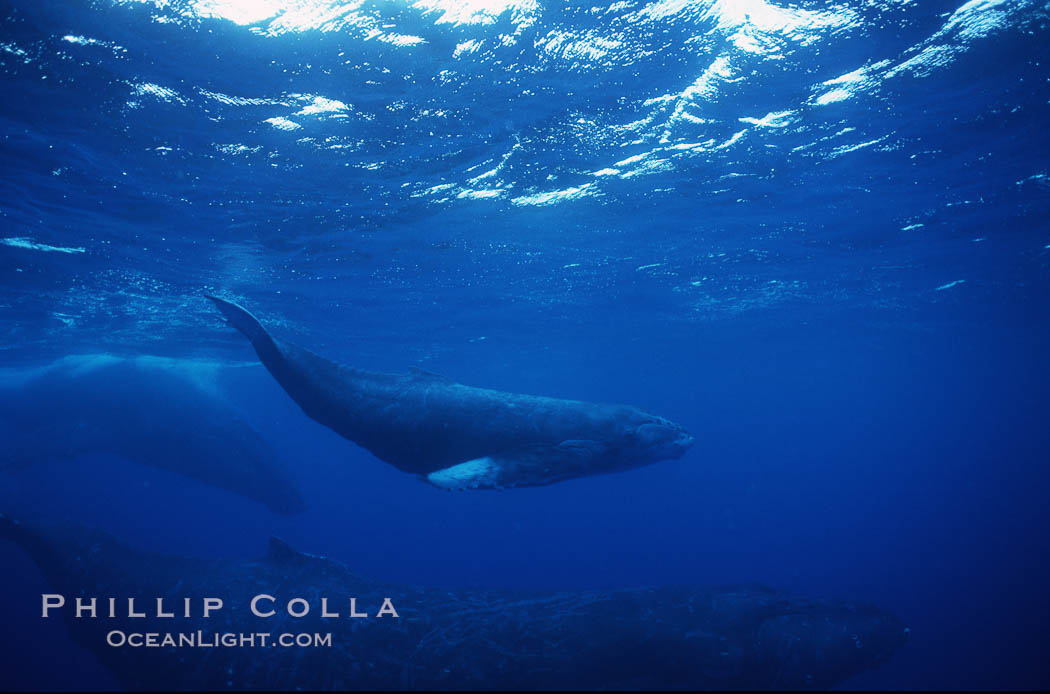 North Pacific humpback whale, mother and calf/escort, research divers. Maui, Hawaii, USA, Megaptera novaeangliae, natural history stock photograph, photo id 00549