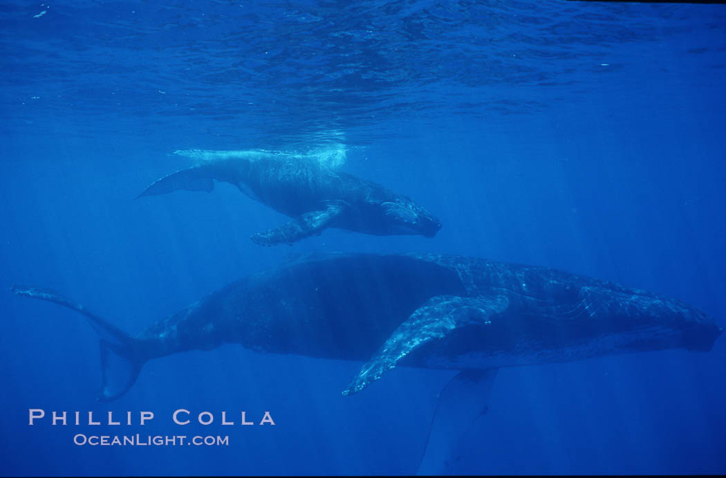 North Pacific humpback whale, mother and calf. Maui, Hawaii, USA, Megaptera novaeangliae, natural history stock photograph, photo id 01237