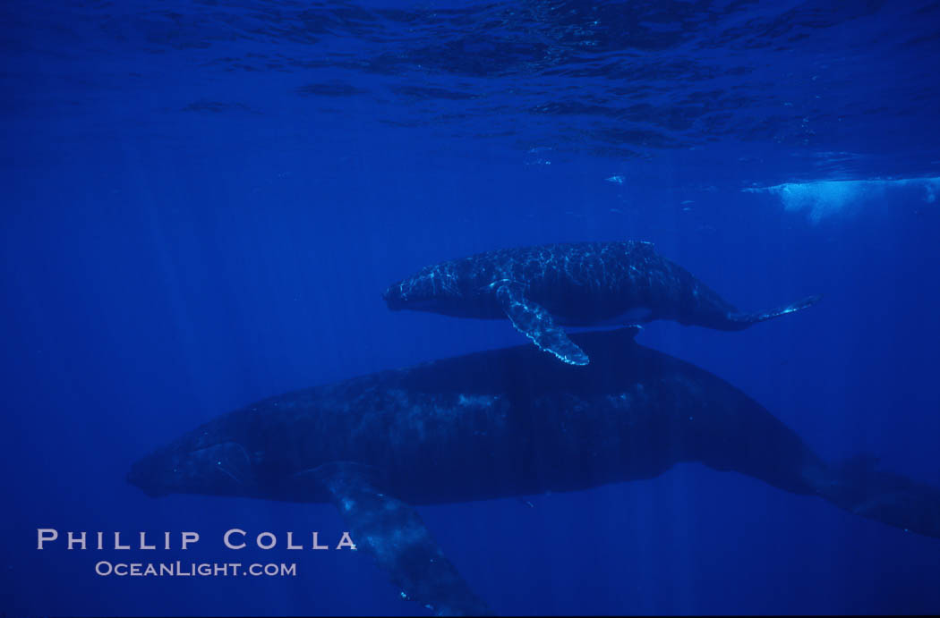 North Pacific humpback whale, mother and calf. Maui, Hawaii, USA, Megaptera novaeangliae, natural history stock photograph, photo id 01241