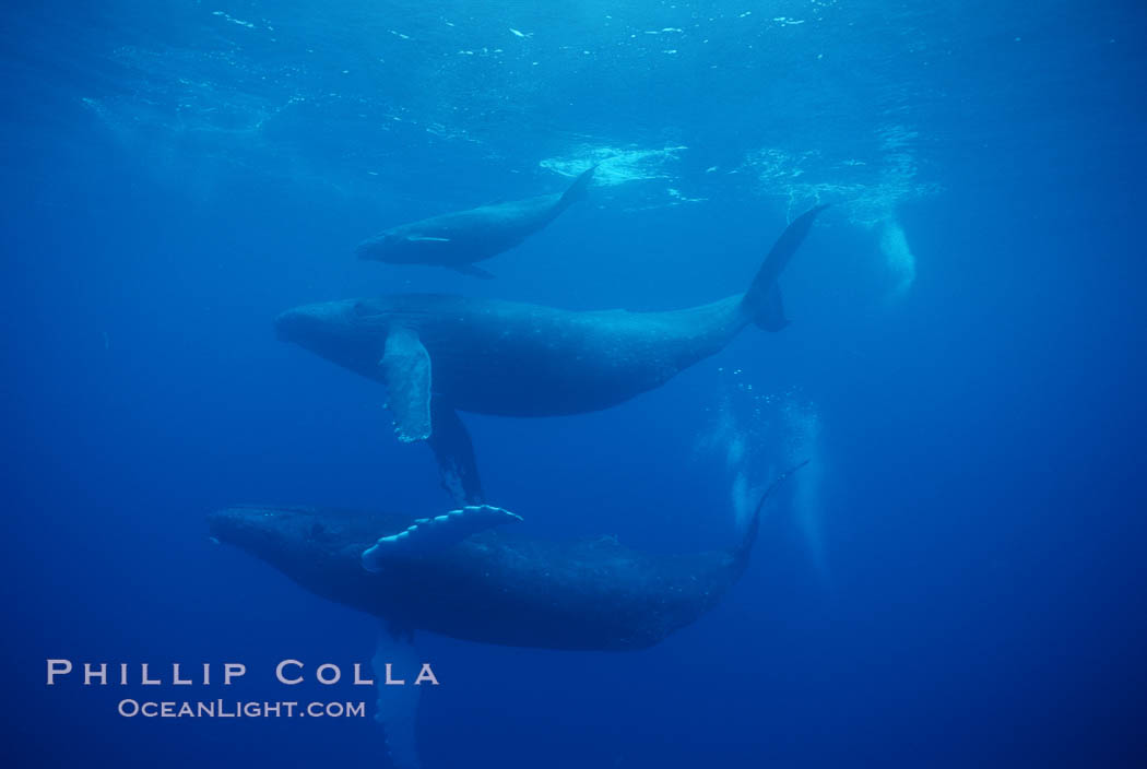 North Pacific humpback whale, mother (middle), calf (top) and escort (bottom). Maui, Hawaii, USA, Megaptera novaeangliae, natural history stock photograph, photo id 01297