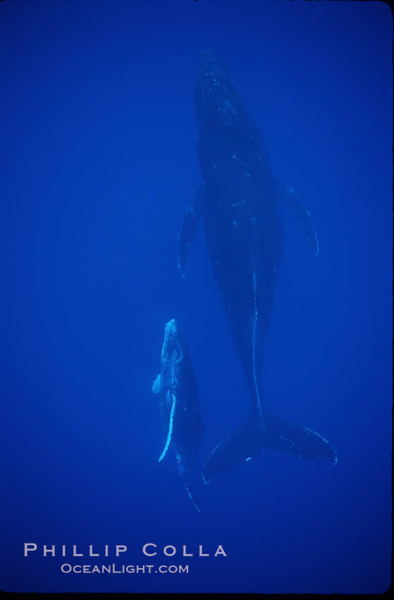 North Pacific humpback whale, mother and calf. Maui, Hawaii, USA, Megaptera novaeangliae, natural history stock photograph, photo id 01313