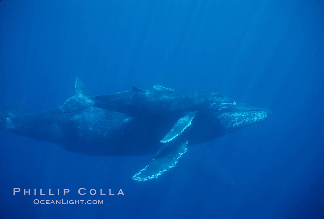 North Pacific humpback whale, mother and calf. Maui, Hawaii, USA, Megaptera novaeangliae, natural history stock photograph, photo id 01321