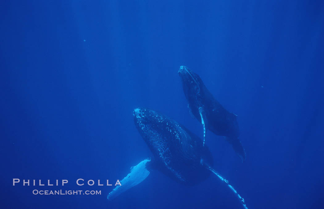 North Pacific humpback whale, mother and calf. Maui, Hawaii, USA, Megaptera novaeangliae, natural history stock photograph, photo id 05961